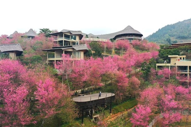 Wild peach blossoms - Beautiful snapshot of nature in Yen Bai