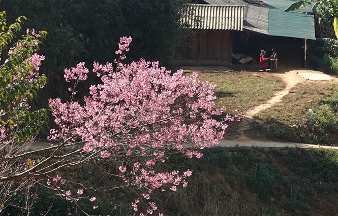 Wild peach blossoms - Beautiful snapshot of nature in Yen Bai