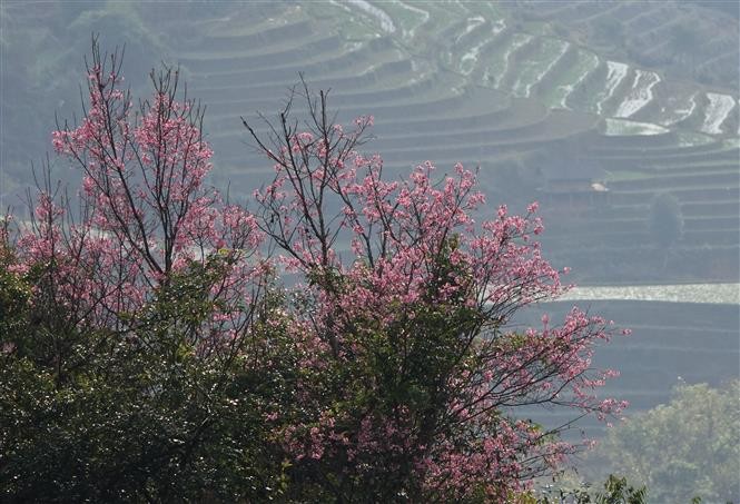 Wild peach blossoms - Beautiful snapshot of nature in Yen Bai