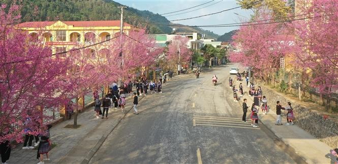 Wild peach blossoms - Beautiful snapshot of nature in Yen Bai