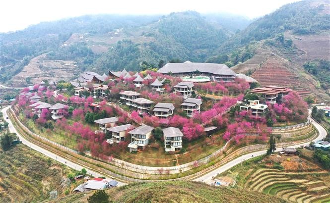 Wild peach blossoms - Beautiful snapshot of nature in Yen Bai