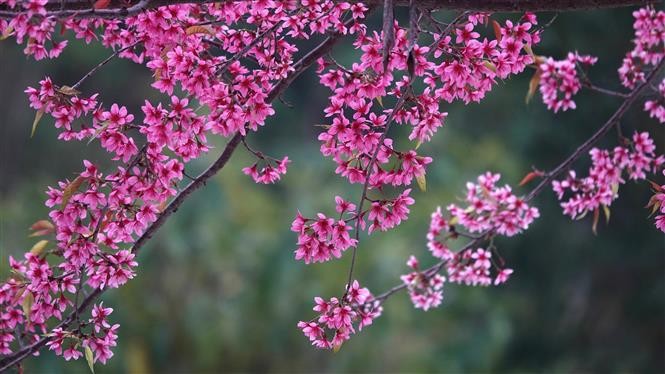 PEACH BLOSSOM FLOWERS - Flower, Tree, Bloom, Pink, Nature, Spring