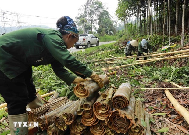 Vietnam strives to remain world&rsquo;s biggest cinnamon exporter