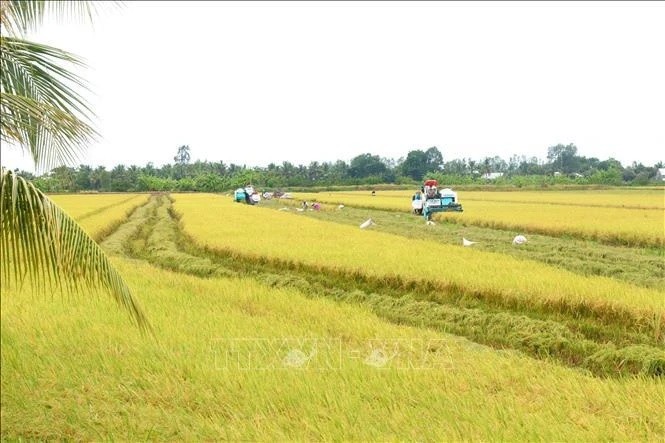 Deputy PM urges implementation of 1 million hectare of high-quality rice project