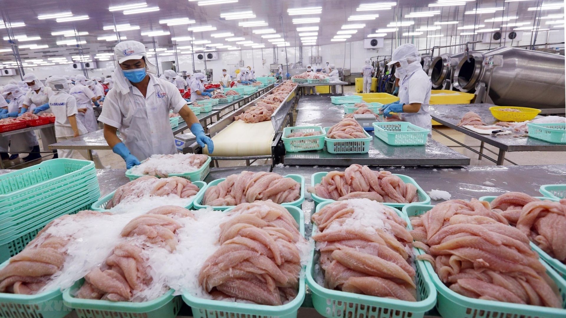Vì nghề cá có trách nhiệm của Việt Nam