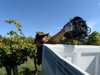 Australia nới lỏng thị thực cho lao động nước ngoài có kỹ năng