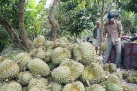 Xuất khẩu ngày 20-22/5: Doanh nghiệp cần lưu ý gì khi vào thị trường Nhật Bản?; đưa sầu riêng Việt vào Trung Quốc theo lối chính ngạch
