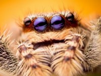 ​Phát hiện loài nhện có đuôi tồn tại cách đây 100 triệu năm