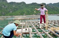 "Mạnh về biển, giàu lên từ biển"