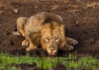 Nhiếp ảnh gia đợi 8 tiếng đồng hồ cho một bức ảnh sư tử 'trong mơ'