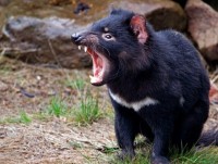 Tự biến đổi gene, quỷ Tasmania tránh nguy cơ tuyệt chủng