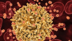 Biến thể mới của virus HIV - độc lực cao nhưng không đáng báo động