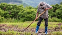 ADB giúp nông dân châu Á phục hồi kinh tế sau đại dịch