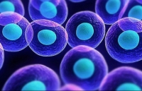 Nhật Bản chia sẻ kinh nghiệm ứng dụng tế bào gốc trong điều trị ung thư