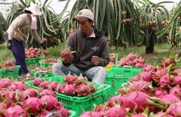 Cơ hội giao thương cho doanh nghiệp ngành rau và hoa quả