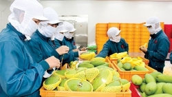 'Cửa sáng' cho xuất khẩu rau quả Việt tại thị trường Anh
