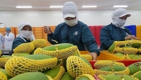 Xuất khẩu ngày 4-8/7: EU đưa 9 cảnh báo về an toàn thực phẩm với rau quả; gạo Việt trụ vững, bất chấp giá thế giới 'nhảy múa'