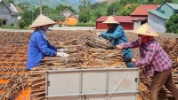 Tìm hướng đi bền vững cho cây quế ở Lào Cai