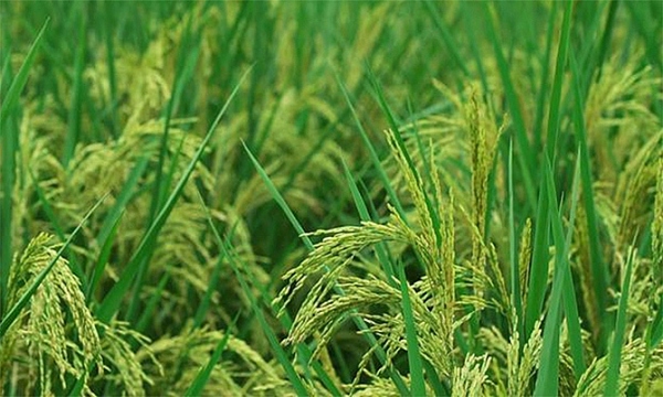 Trung Quốc trồng thành công 'lúa khổng lồ' cao hơn 2 mét