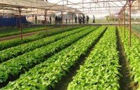 Doanh nghiệp “ngại” đầu tư vào nông nghiệp vì đất đai manh mún