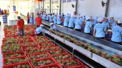EU thông báo tần suất kiểm tra thực tế rau quả nhập khẩu từ Việt Nam