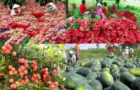 Thúc đẩy xuất khẩu nông sản sang thị trường Trung Quốc
