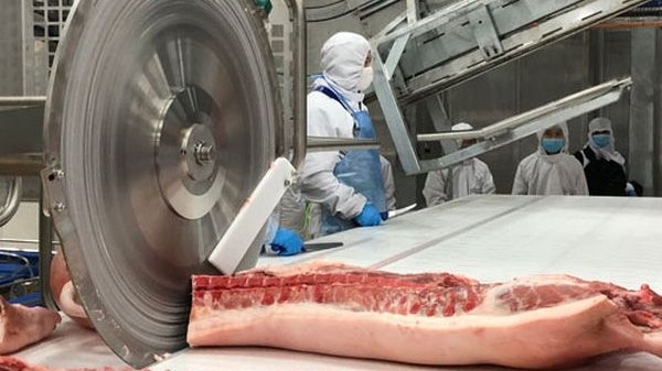 Giá heo hơi hôm nay 7/3: Dao động trong khoảng từ 73.000-78.000 đồng/kg