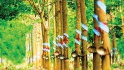 Giá cao su hôm nay 17/6: Thế giới 'lặng sóng', doanh nghiệp cao su Việt đón tin vui, cổ phiếu 'âm thầm' tăng giá