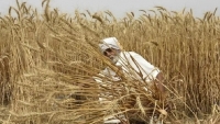 Ấn Độ cấm xuất khẩu lúa mì, châu Á gặp khó