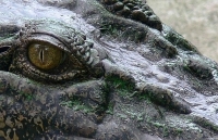 Bí ẩn loài khủng long được xác định "nhầm" hàng thập kỷ