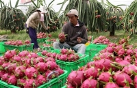 Bộ Công Thương khuyến cáo doanh nghiệp về tình trạng ùn ứ trái cây xuất khẩu sang Trung Quốc
