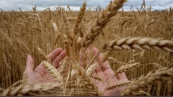 Xung đột Nga-Ukraine: Thế giới đối mặt với 'vòng xoáy lạm phát' và gián đoạn chuỗi cung ứng lương thực