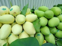 Báo Đức: Việt Nam đặt mục tiêu tăng gấp đôi lượng xoài xuất khẩu
