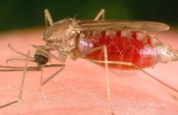 Nghiên cứu phương thức mới tiêu diệt mầm bệnh sốt rét trong gan