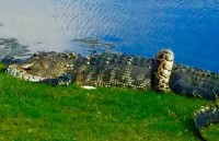 Cá sấu quyết chiến với trăn khổng lồ ngay trên sân golf