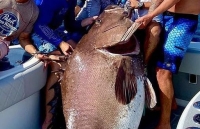 Bắt được cá mú 'siêu to khổng lồ' nặng gần 160 kg