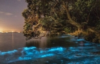 Lý giải hiện tượng ánh sáng xanh kỳ ảo của các sinh vật phù du trong nước