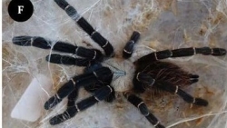 Thái Lan phát hiện loài nhện mới có kích thước lớn, làm tổ trong thân tre vỡ
