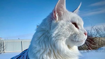 Mèo khổng lồ nặng 12,5 kg - 'ứng viên' mèo to nhất thế giới
