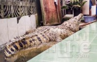 Indonesia: 20 năm nuôi cá sấu trong nhà như... con đẻ