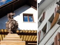 Thụy Sỹ: Mèo có thang riêng để đi lại tại thủ đô Bern