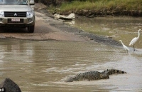 Australia: Lạnh gáy khi liều lĩnh vượt qua 'khúc sông cá sấu'