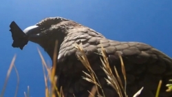 New Zealand: Vẹt Kea tự ghi lại hình ảnh bằng máy quay 'lấy trộm'