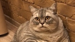 Nga: Chủ nhân nhận khiển trách khi khoe mèo béo mũm mĩm ít thấy