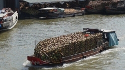 Bến Tre: Chợ nổi trên sông độc nhất vô nhị, chỉ bán các sản phẩm từ cây dừa