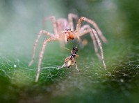 Các loài nhện tiêu thụ tới hàng triệu tấn côn trùng mỗi năm
