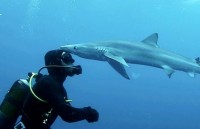 Dân mạng dậy sóng vì cảnh cá mập… “hôn” thợ lặn