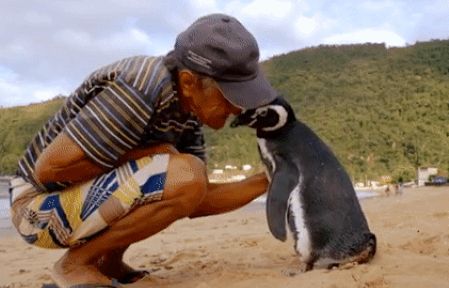 Chuyện cổ tích có thật: Chim cánh cụt vượt hàng nghìn km mỗi năm thăm ân nhân cứu mạng