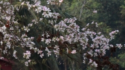 Giới thiệu vẻ đẹp của hoa ban trong chuỗi hoạt động 'Mùa Xuân nho nhỏ'