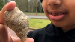 Cậu bé 6 tuổi bất ngờ tìm thấy loại san hô cách đây 251-488 triệu năm